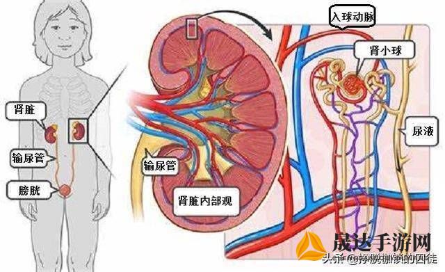 女性健康忧虑：尿憋得扭来扭去憋哭的情况引发公众对女性泌尿系统健康问题的关注