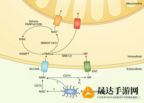 解密抗衰老秘诀：蓝图计划引领科技改变生活，探寻岁月不老的可能性