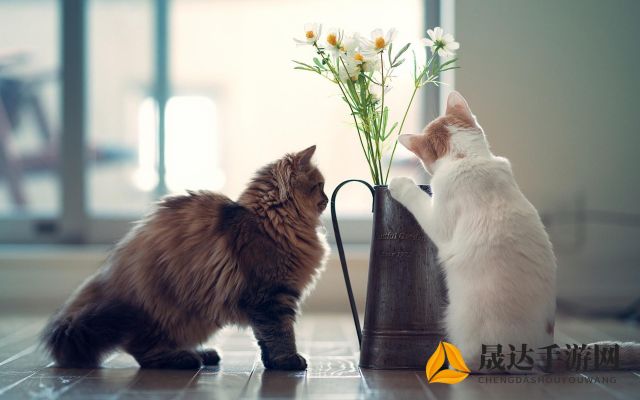 以萌态可掬的小猫猫猫偷外卖引发社区关注，揭示人与动物和谐共处的重要性