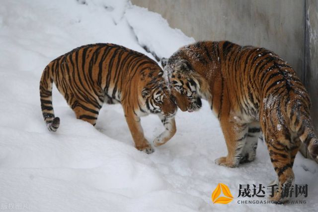 遭遇野生东北虎时的正确应对策略：保护生命和规避危险的实用指南