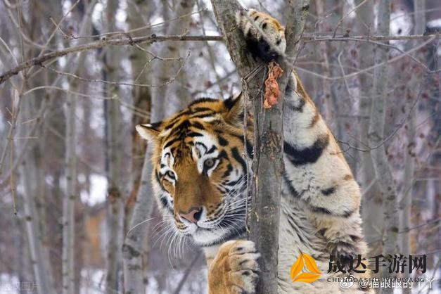 遭遇野生东北虎时的正确应对策略：保护生命和规避危险的实用指南