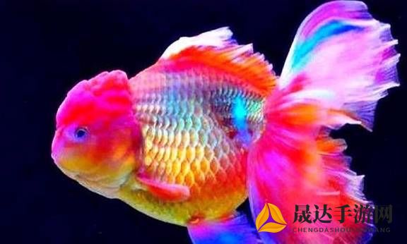 七彩鱼养殖温度控制细节揭秘：为什么20-28度是最适宜的养殖水温?