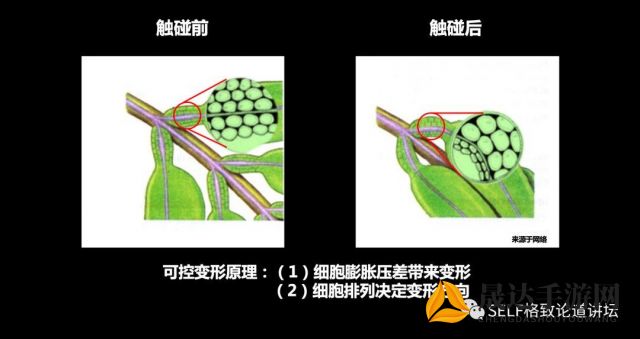 探寻奇妙的自然现象，揭秘含羞草夜晚闭合背后的生物学机制和环境适应策略