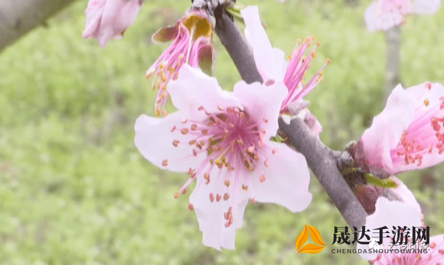 国色天香桃花朵朵开，描绘春天美景的诗意画卷，引领舌尖上的桃花美食新潮流